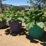 3 Essentials for a Successful Container Garden