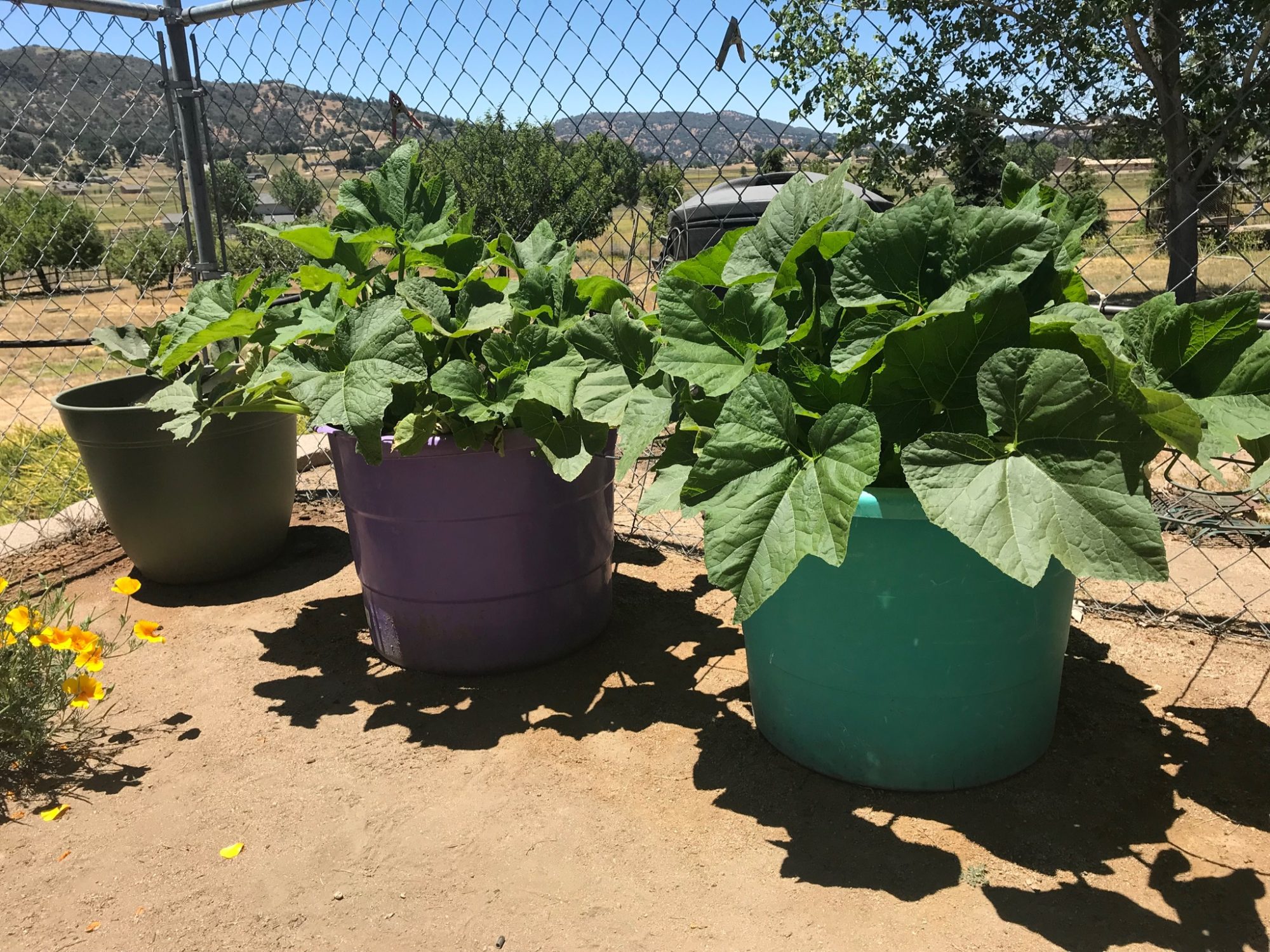 3 Essentials for a Successful Container Garden ⋆ The Very Easy Veggie