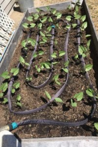 bean plants growing in raised bed planter with soaker hose