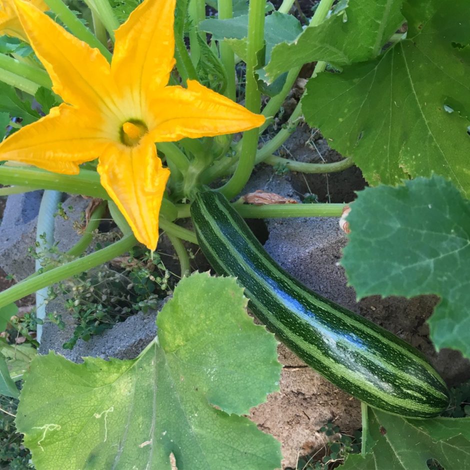 welcome-to-the-very-easy-veggie-garden-the-very-easy-veggie-garden