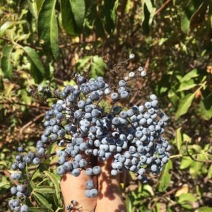 Gathering Wild Elderberries - The Very Easy Veggie Garden
