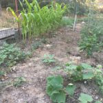 How to Start an In-Ground Garden