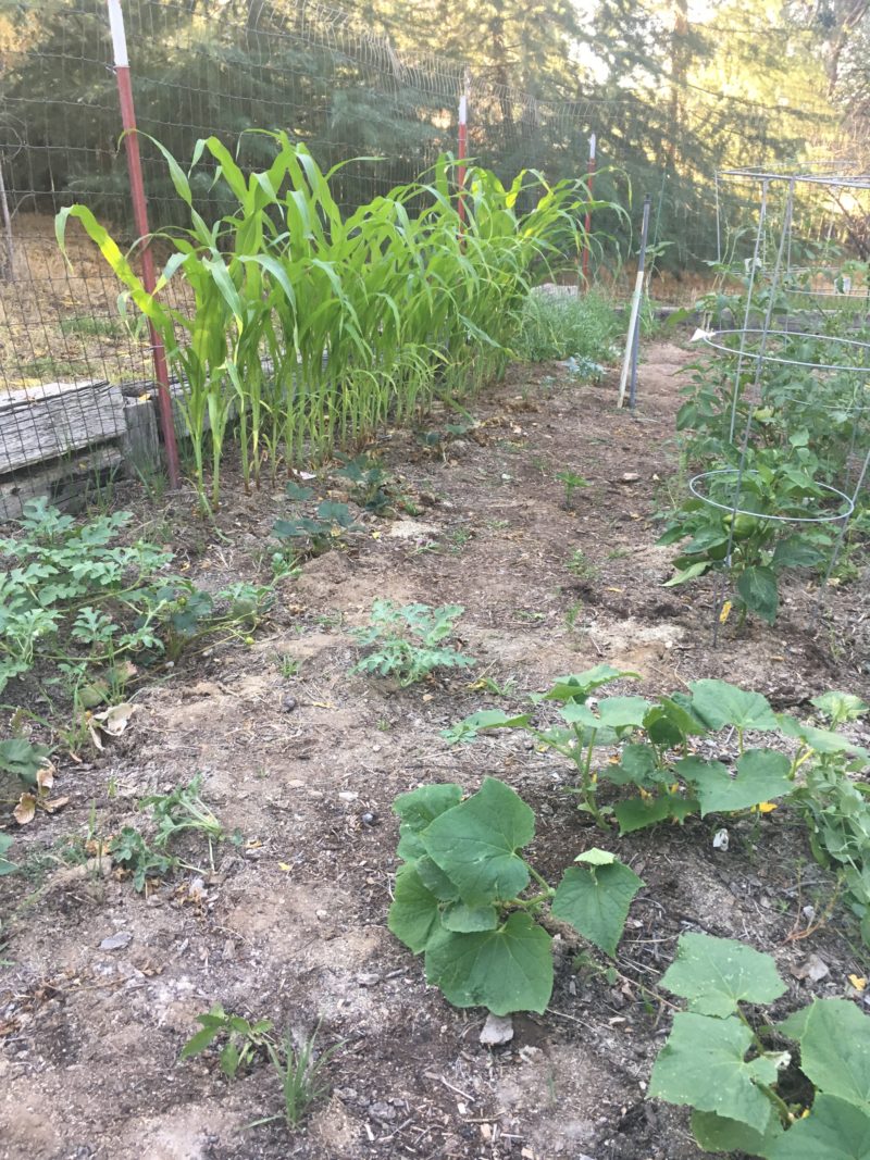 How to Start an In-Ground Garden ⋆ The Very Easy Veggie Garden