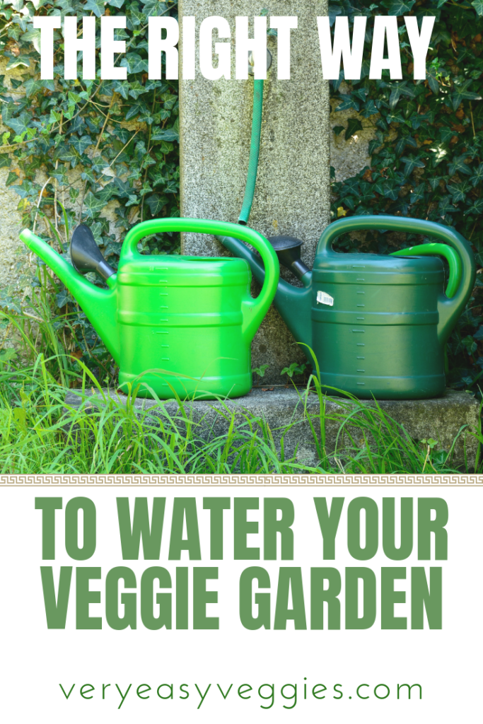Wondering how much to water vegetable plants? Learn how to keep your garden happy and grow lots of vegetables with the best vegetable garden watering tips.