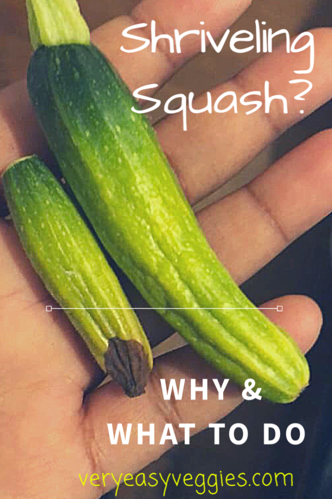 Are your squash shriveling? Find out the reasons for squash rotting on the vine and what you can do about it! The solution might be simpler than you think.