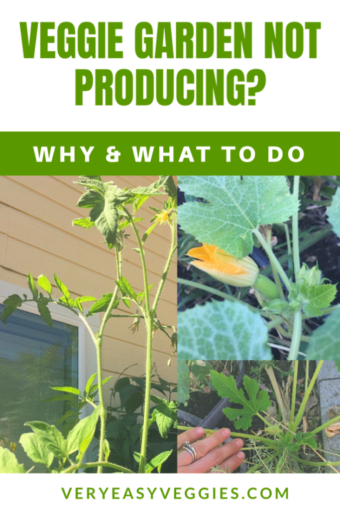 If your beginner garden isn't producing, you're waiting on squash or tomatoes not ripening, read this page to learn what to do to grow more vegetables!